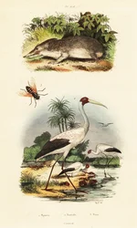 Tenrec, cigogne et taon.,1834-1839 (gravure)