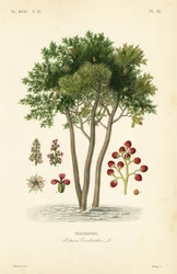 Térébinthe