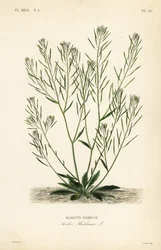 Arabette des dames, Arabidopsis thaliana