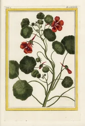 Le Capucin. Capucine de jardin, Tropaeolum majus