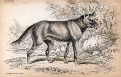 Le Chenu ou Renard du Brésil, Lycalopex vetulus - Lithographie par le Colonel Charles Hamilton Smith pour illustrer la Bibliothèque du Naturaliste: Chiens par Sir William Jardine, édition W. H Lizars, Édimbourg, Écosse