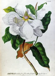 Le Magnolia