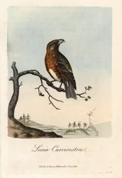 Le bec croisé des sapins. Gravure en cuivre colorée par George Graves, dans British Ornithology