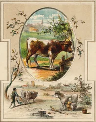 La vache. Gravure dans "Mon premier Grand Alphabet". Édition Bernardin-Bechet, Paris, vers 1890. Illustrations par A. des Lilleuls. Pas de page, 46 pages. Dim : 31x22 cm.