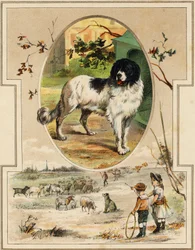 Le chien. Gravure dans "Mon premier Grand Alphabet". Édition Bernardin-Bechet, Paris, vers 1890. Illustrations par A. des Lilleuls. Pas de page, 46 pages. Dim : 31x22 cm.