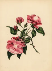 La rose toujours épanouie, Beauté toujours nouvelle