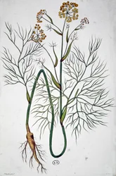 Le fenouil, vers 1850