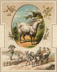 La chèvre. Gravure dans "Mon premier Grand Alphabet". Édition Bernardin-Bechet, Paris, vers 1890. Illustrations par A. des Lilleuls. Pas de page, 46 pages
