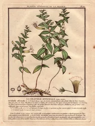 La gratiole officinale (Gratiola officinalis)