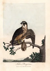 Le faucon pèlerin. Gravure en cuivre colorée par George Graves, dans British Ornithology