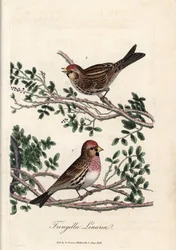 Le sizerin ou petite linotte. Gravure en cuivre colorée par George Graves, dans British Ornithology