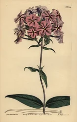 Phlox de Caroline