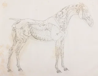 Troisième couche disséquée d