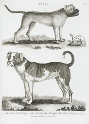 Trois types de chien