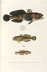 Trois types de gobie, mer Noire