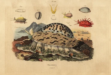 Porcelaine tigre, Cypraea tigris 1, porcelaine ridée, Nucleolaria nucleus 2, porcelaine monnaie, Monetaria moneta 3, et Ellatrivia merces 4