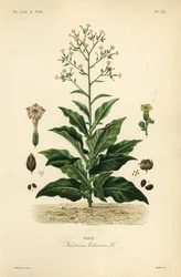 Tabac, Nicotiana tabacum