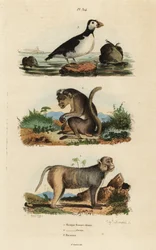 Macaque à toque, Macaca sinica, en danger, macaque rhésus, Macaca mulatta, et starique perroquet, Aethia psittacula