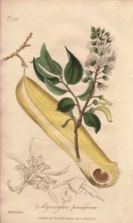 Arbre à fièvres (Myroxylon peruiferum) - Illustration de “Botanique médicale, description des plantes médicinales de Londres, Édimbourg et Dublin” par John Stephenson et James Morss Churchill
