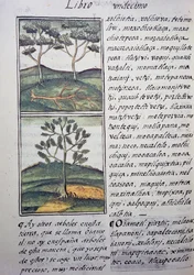Arbres, cyprès sauvages et sapins, page du Codex florentin, version bilingue en espagnol et nahuatl, Histoire générale des choses de la Nouvelle-Espagne, par le missionnaire espagnol Fray Bernardino de Sahagun. Civilisation aztèque