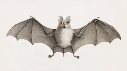 Chauve-souris fer à cheval trident, chauves-souris en Égypte