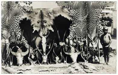 Trophées, c.1910 (photo n/b)