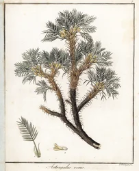 Véritable Astragale - Lithographie par F. Guimpel, extraite de la botanique médicale de Friedrich Gottlob Haynes (1763-1832), Berlin