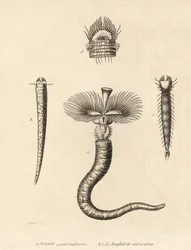 Ver tubicole, Serpula vermicularis (Serpula contortuplicata), et ver éventail, Amphictene auricoma (Amphitrite auricoma). Lithographie en couleur par Gebhart d