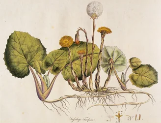 Tussilage