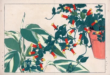 Manettie bicolore en pot et dicadame ou herbe à flèches. Vigne pétard, Manettia bicolor, en pot de fleurs et arrow-root, Maranta arundinacea. Gravure sur bois colorée à la main de l
