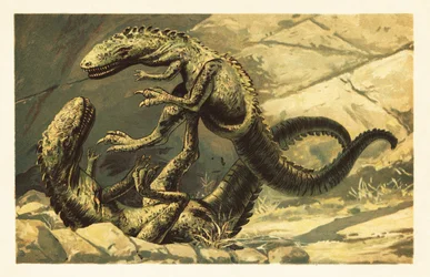 Deux Dryptosaurus aquilunguis combattant. 1908