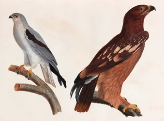 Deux illustrations en couleur d
