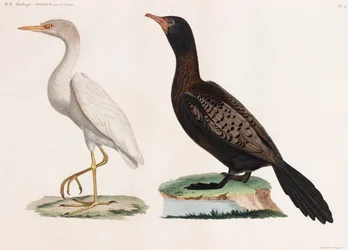 Deux illustrations en couleur d