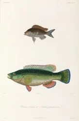 Deux types de poissons, mer Noire