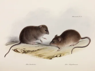Deux types de souris, Amérique du Sud, vers 1832-1836