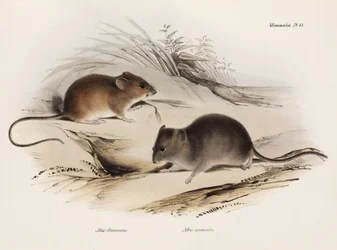 Deux types de souris, Amérique du Sud, c.1832-1836