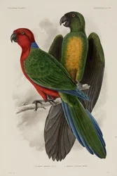 Deux types de perroquets, Fidji