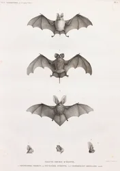 Types de chauves-souris en Égypte