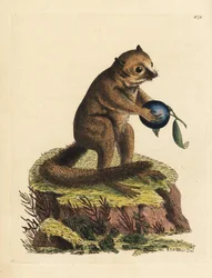 Espèce inconnue de galago ou de lémurien souris (Lémur minute, Lemur minutus)