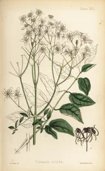 Clématite droite, Clematis recta (Clematis erecta). Lithographie en couleur par Henry Sowerby de Flora Homeopathica d