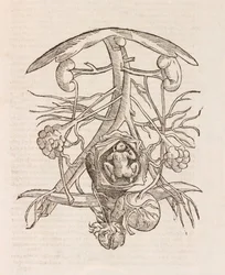 Utérus avec un fœtus