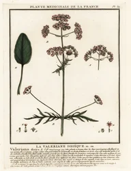 Valériane, Valeriana dioica