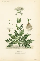 Valériane, Valeriana officinalis