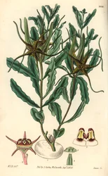 Variété par Brachystelma (Brachystelma crispum) - Illustration de William Jackson Hooper (1785-1865), gravure par Swan, pour le magazine botanique de William Curtis