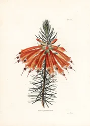 Variété de bruyère - Lithographie par George Cooke, pour le magazine britannique Conrad Loddiges Botanical Cabinet (1738-1826)