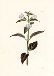 Variété de mimule