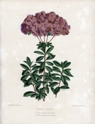 Variété d