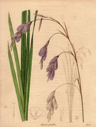 Variété d