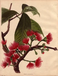 Variété de pomme d