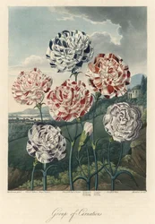 Variétés d